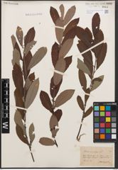 Foto von Salix cinerea L.